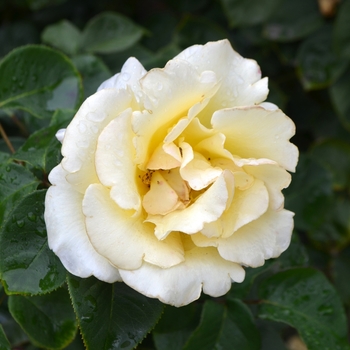 Rosa 'Gift of Life' (061812)