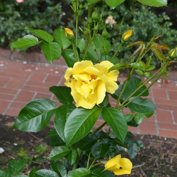 Rosa Kolorscape® 'Lemon Fizz™' (061831)