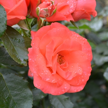 Rosa 'Orangeade' (061841)