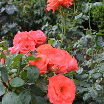 Rosa 'Orangeade' (061842)