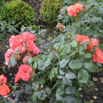 Rosa 'Orangeade' (061843)