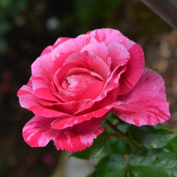 Rosa 'Raspberry Cream Swirl' (061846)