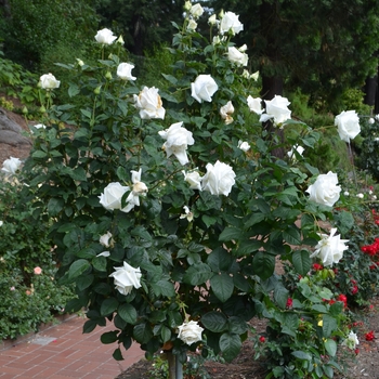 Rosa 'Queen Mary 2™' (061875)