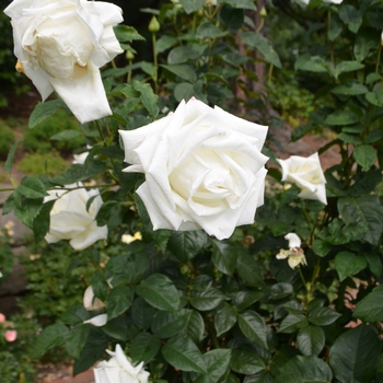 Rosa 'Queen Mary 2™' (061876)