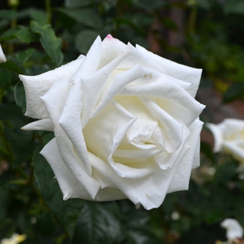 Rosa 'Queen Mary 2™' (061877)