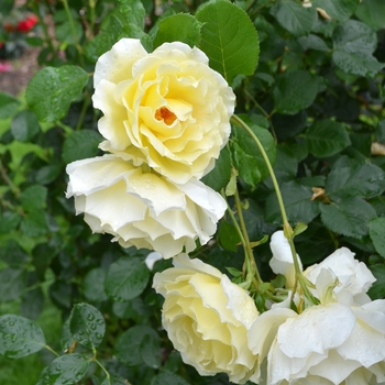 Rosa 'White Licorice™' (061886)