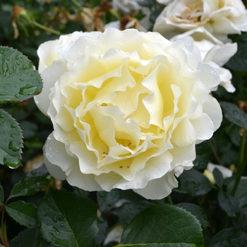 Rosa 'White Licorice™' (061887)