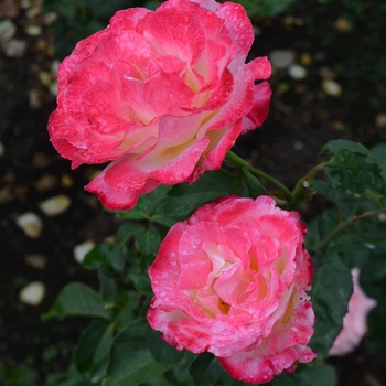 Rosa 'Double Delight' (061933)
