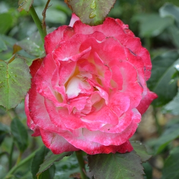 Rosa 'Double Delight' (061934)