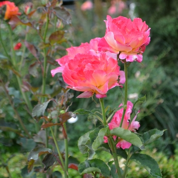 Rosa 'Granada' (061944)