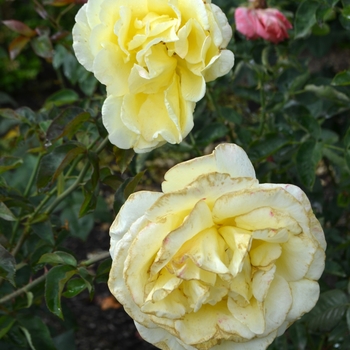 Rosa 'Irish Gold' (062000)
