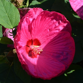 Hibiscus moscheutos Luna™ 'Rose' (062147)