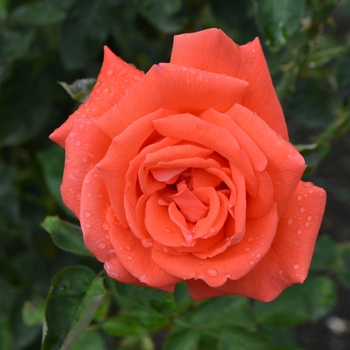 Rosa 'Tropicana' (062196)