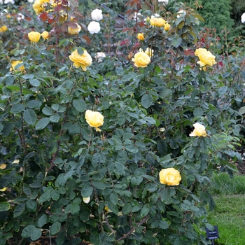 Rosa 'Ch-Ching' (062214)