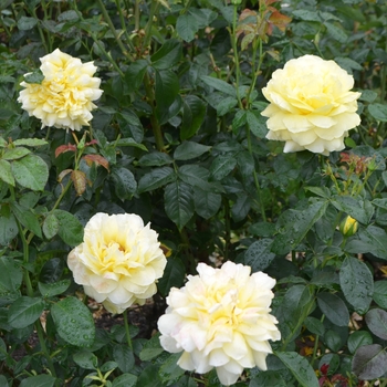 Rosa 'Toulouse Lautrec' (062284)