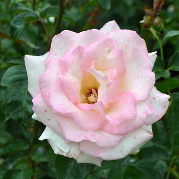Rosa 'Pink Promise' (062353)