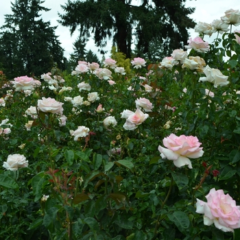 Rosa 'Pink Promise' (062355)