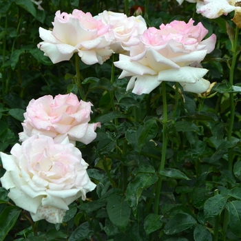 Rosa 'Pink Promise' (062356)