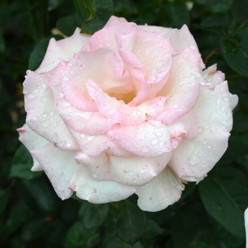 Rosa 'Pink Promise' (062357)
