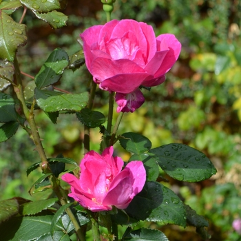 Rosa 'Purple Heart' (062362)