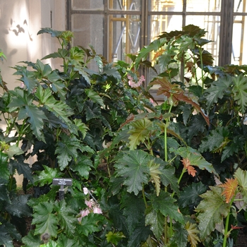 Begonia 'Irene Nuss' (062516)