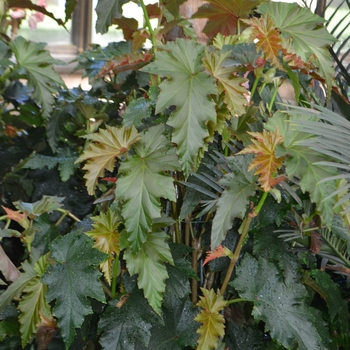 Begonia 'Irene Nuss' (062517)