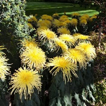 Chrysanthemum x morifolium 'Kishinonishi' (062550)