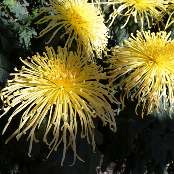 Chrysanthemum x morifolium 'Kishinonishi' (062551)