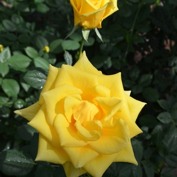 Rosa 'Gran Dorado' (062575)