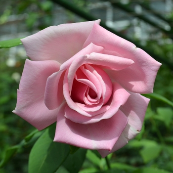 Rosa 'Memorial Day™' (062595)