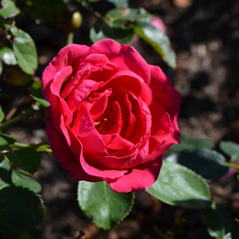 Rosa Easy Elegance® '' (062617)