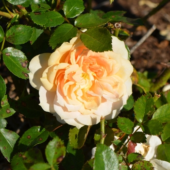Rosa 'Cream Veranda®' (062656)