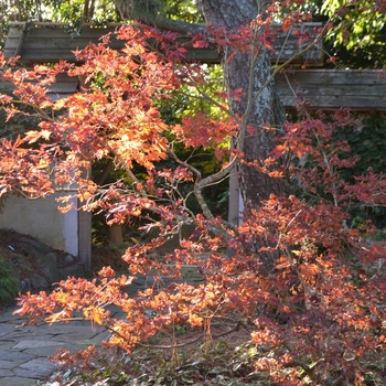 Acer japonicum 'Aconitifolium' (062745)