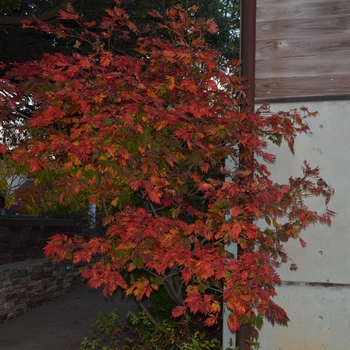 Acer japonicum 'Filicifolium' (062747)