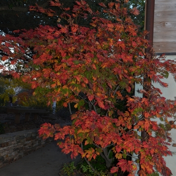 Acer japonicum 'Filicifolium' (062749)