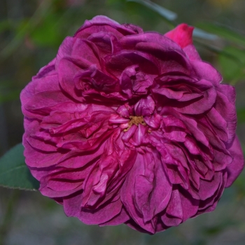 Rosa 'Darcey Bussell' (062841)