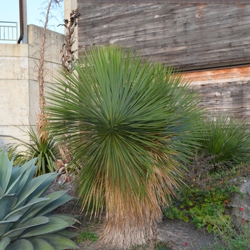 Yucca thompsoniana '' (062852)