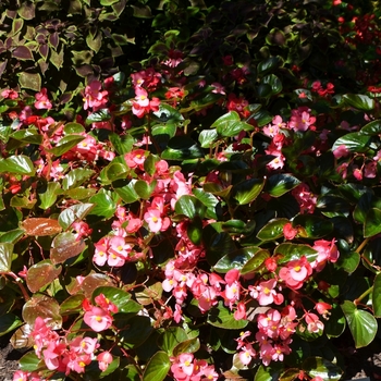 Begonia benariensis Surefire®: 'Rose' (062917)