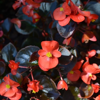 Begonia x semperflorens-cultorum 'Yin Red' (062927)