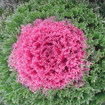Brassica oleracea 'Glamour Red' (062934)
