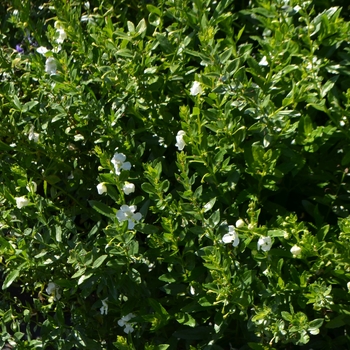 Angelonia Actors® 'White Improved' (062952)