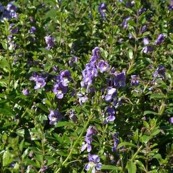 Angelonia angustifolia Angelface® 'Dresden Blue' (062960)