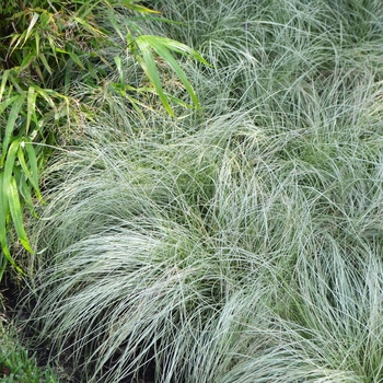 Carex comans ColorGrass® 'Amazon Mist' (063028)