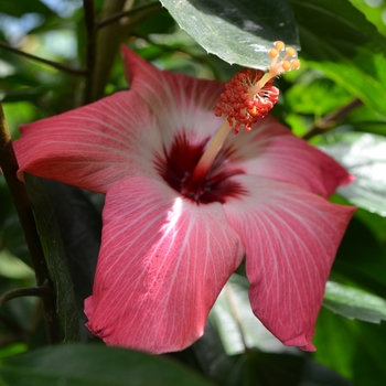 Hibiscus rosa-sinensis 'Painted Lady' (063033)
