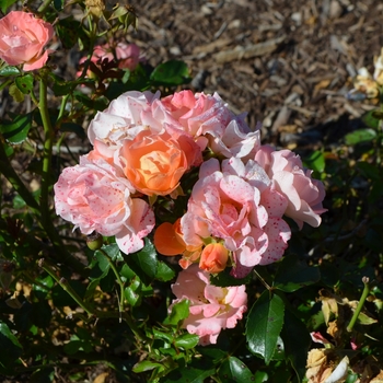 Rosa 'Peach Drift®' (063056)