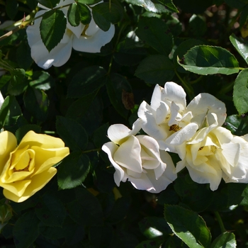 Rosa Thrive!® 'Lemon' (063058)