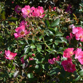 Rosa Drift® 'Pink' (063060)