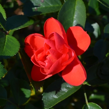Rosa Flower Carpet® 'Scarlet' (063125)