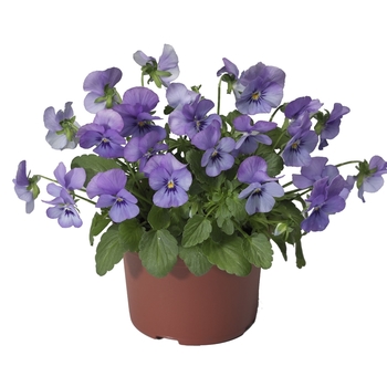 Viola cornuta Endurio® 'Sky Blue Martien' (063174)