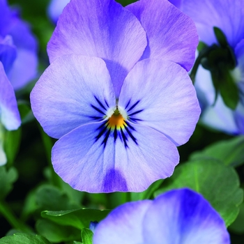Viola cornuta Endurio® 'Sky Blue Martien' (063175)